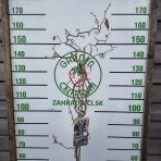 Lieska obyčajná (Corylus avellana) ´RED MAJESTIC´ - výška 140-150 cm, kont. C7,5L 